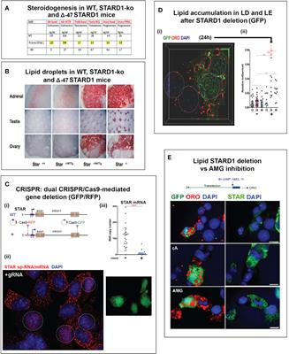 STARD1 Functions in Mitochondrial Cholesterol Metabolism and Nascent HDL Formation. Gene Expression and Molecular mRNA Imaging Show Novel Splicing and a 1:1 Mitochondrial Association